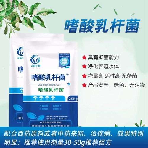 嗜酸乳杆菌.jpg