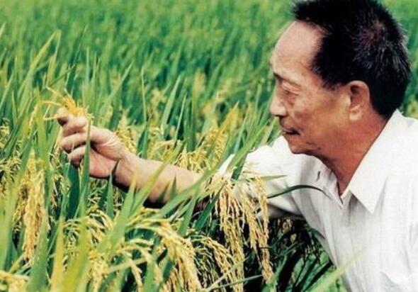 “米寿”老人袁隆平：做完这两件事正式告退